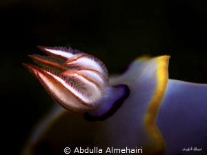 Nudibranch by Abdulla Almehairi 